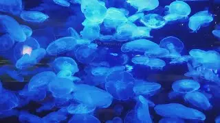Vancouver Aquarium walking tour 🐠🐙🐢🐳🐬🐟🦈🐡