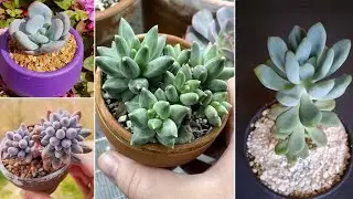 Conoce la suculenta por la que los coleccionistas se pelean ! 20 Tipos de Pachyphytum