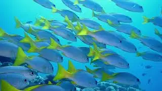 TRES CUEVAS - Buceo en Cabo Verde - Isla de Sal (Diving in Cabo Verde - Sal Island)