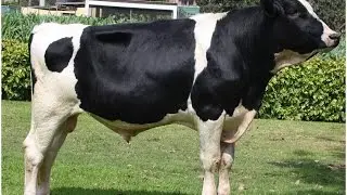 Como se Prepara el Ganado Holstein de Exposicion - TvAgro por Juan Gonzalo Angel
