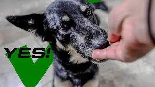 HOW TO BUILD FOOD DRIVE IN A DOG