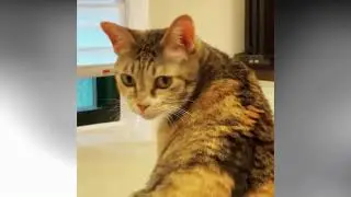 Funny Cat Videos Around the World 2021 - Special Cat Ninja Moves #FunnyCats