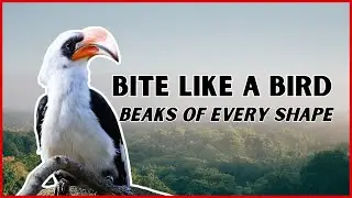 A Beginner&rsquo;s Guide to Bird Beaks