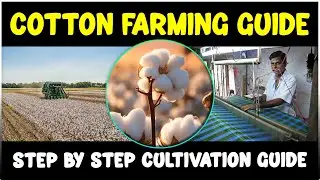 Cotton Farming: Complete Guide