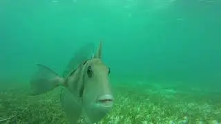 Angry Triggerfish