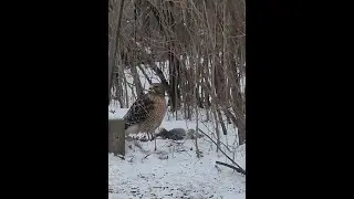 Hawk having lunch 1-20-24 @23&deg;F