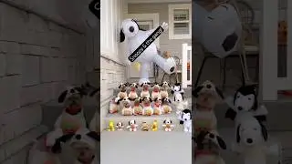 12 Snoopy&rsquo;s what?!?! 🐾 #halloween #costume #cute #dog #yorkie #snoopy #peanuts #dogshorts #fyp