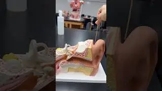 Модель уха + увеличенная модель лабиринта для лабораторных исследований по анатомии