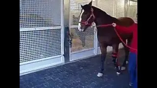 Equine Fetlock Full Support Leg Brace