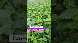 শীতকালীন শসার প্রজেক্ট | বীজ পেতে যোগাযোগ করুন আজই..  #শসা 