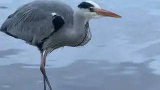 &ldquo;A grey heron snacks in the shallow Serpentine Lido as two Canada geese stroll nearby🐦🪿☁️&rdquo; #wildlife