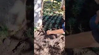 Como plantar GRAMA PRETA AN&Atilde; no canteiro| Fl&aacute;via Kremer (primeira parte)
