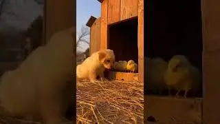 Not on my watch Watch this brave squirrel stop a dog chase #animals #animalshorts #wildlife