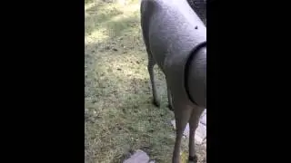 Primos Scarface deer decoy
