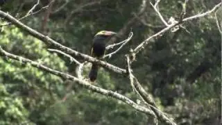 Displaying Golden-collared Toucanet/Selenidera reinwardtii