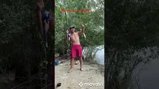 Merge și la mămăligă...😁😁😁Canal Dunare!(Brațul Ara)