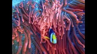 Nature and beautiful reef HD 4K Video | nature beauty