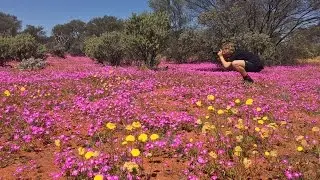 Wildflowers Western Australia 2016