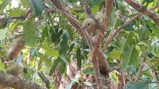 SANHA&Ccedil;O DO CONQUEIRO  - .CANTO DA NATUREZA AFINADO  -  TANGARA PALMARUM PALMARUM