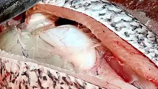 Amazing Rahu Fish 🐠 Cutting Skills I How To Cut Fish Meat By Expert Butcher I MK Cutting Skills