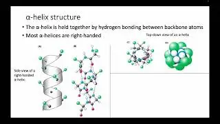 Alpha Helices and Beta Sheets