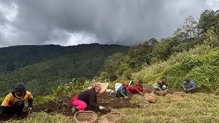 यो वर्षको आलु खन्न सुरु भयो है🥔| कति फल्यो त यसपाली हाम्रो आलु? Suraksha Grg Chochangi|15 July 2025