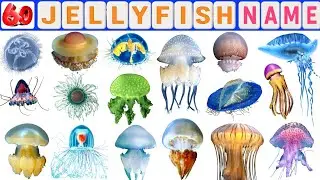 Jellyfish Vocabulary ll 60 Jellyfish Name in English With Pictures ll Species of Jellyfish