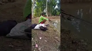 streak ikan mas / ikan kincri #mancingmania #mancingikanmas#ikanmasbabon