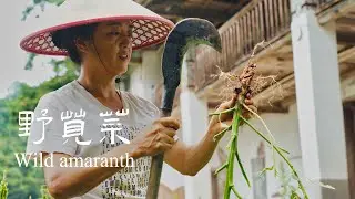 野莧菜被稱為“軟黃金”，用它的根燉雞湯很鮮|Stewed chicken soup with wild amaranth root 【乡野莲姐】