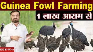guinea fowl farming | Chinese Murgi | गिनी मुर्गा पालन | Ginny murga Palan | poultry farming #murgi
