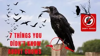 Crows Are Truly Smart! Here Are 7 Shocking Traits!