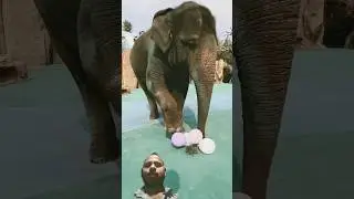 Elephant vs Balloons 🐘🎈 | Funny Animal Video 😂|Cute animals video #shorts #funny #elephant #balloon