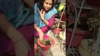 #method of making good soil fertilizer#kitchen waste fertilizer#potting the plant with kitchenwaste