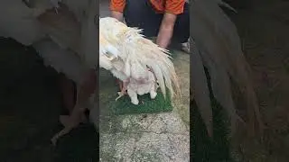 chickens mating routine #ayam #hen #rooster