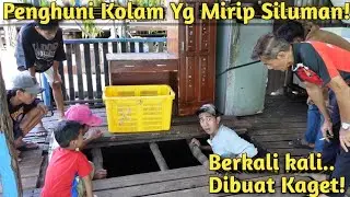 BIKIN NGERI! INI WUJUD LELE MONSTER KUNING YANG JADI PENUNGGU KOLAM