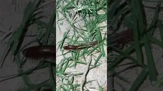 amazing millipede drawing. #millipede #millipedevideo #millipede shorts