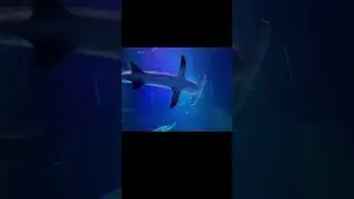 Lovely but Scary Sharks #shortvideo #shortsfeed #usa #aquarium #shark #sharks #srilanka