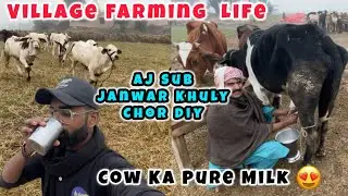 Village Farming Life ❤️✨Munna Bhai Cattle Farm| Zahipir Mandi 2026| #cow #animals 