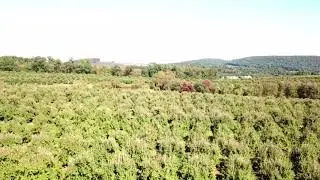 2017 Apple Orchard Drone Flyover