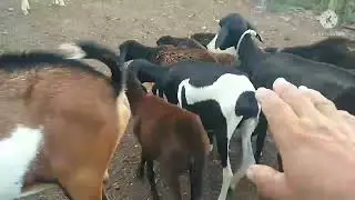 qual dos dois dá mais lucro ovino  o caprino