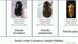 Insecta, ordine Coleoptera, famiglia Ptiliidae ptinella grandis propria ferruginea tenella Mini