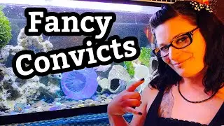 Polar Blue Parrot Cichlid Showcase