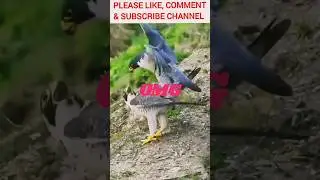 Mating rituals of peregrine falcons #peregrinefalcon #nature #mawandpaw #mating #birds #bts
