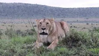 Lioness Deep Roar