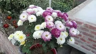 নিয়ে চলে এসেছি একটা ছাদ বাগানের দৃশ্য সবাই দেখতে থাকো 🙏🙏🌹🌹🌹