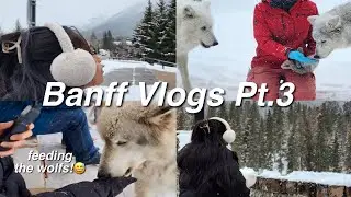 Banff Vlogs Part 3 | Wolfdog sanctuary, feeding wolfs & more!!!