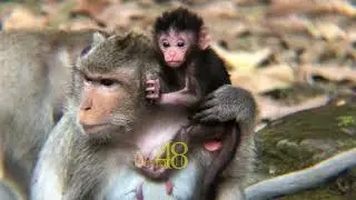 Tiny baby monkey trying to be active for milk  #animalrelaxation #relaxingwildlife #babymonkey