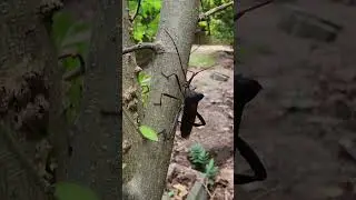 Giant Leaf-footed Bug in our backyard. #shorts #bugs #insects #scarybug #reels #reelsvideo