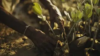DELTA BLUE CARBON - Protecting Pakistan&rsquo;s Mangroves for Climate, Community, and Biodiversity