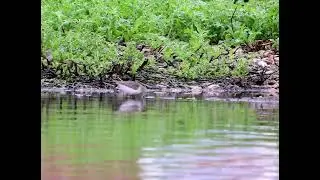 Temminck's stint at Slimbridge wetlands. 